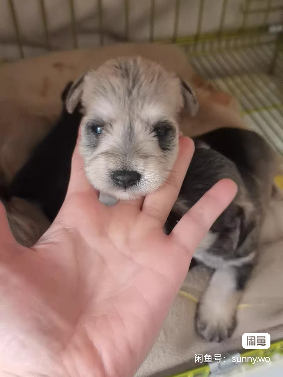 小体雪纳瑞9月5号出生，三公两母